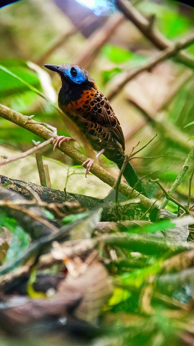 Ocellated Antbird - ML637573067