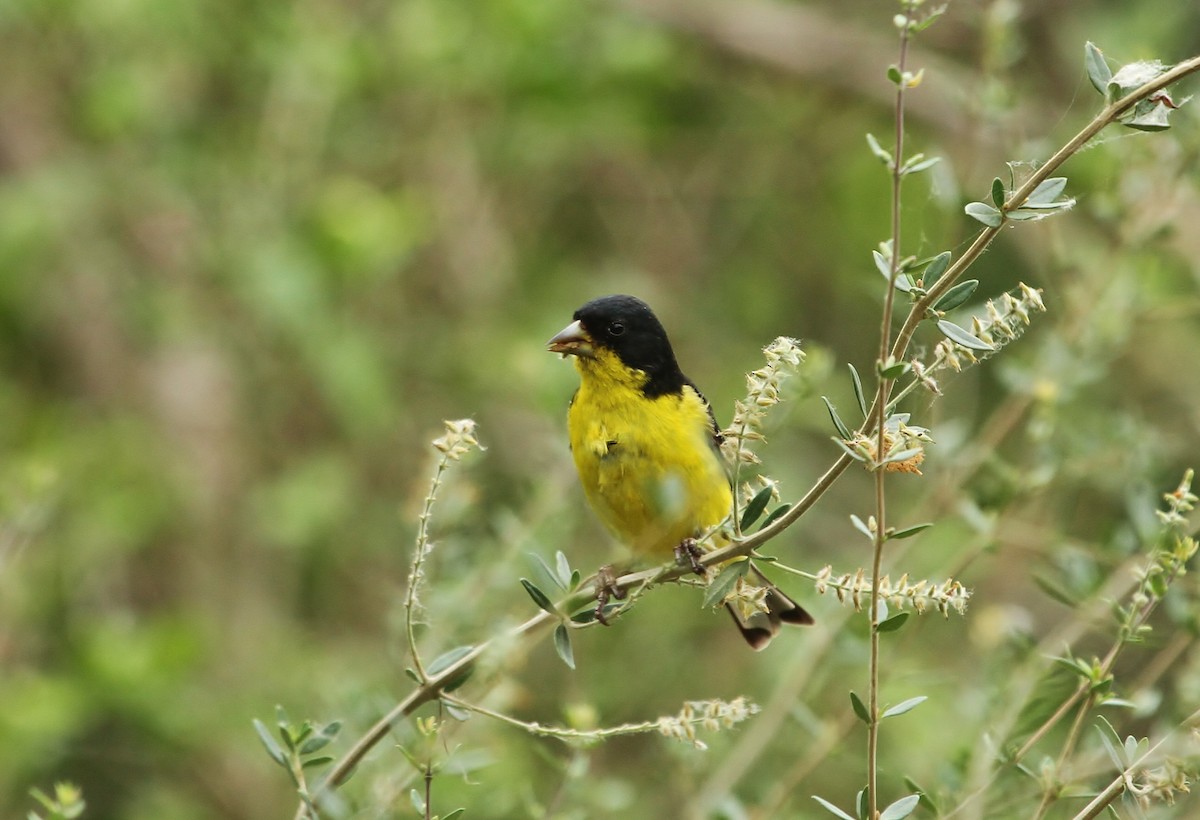 Lesser Goldfinch - ML637573068