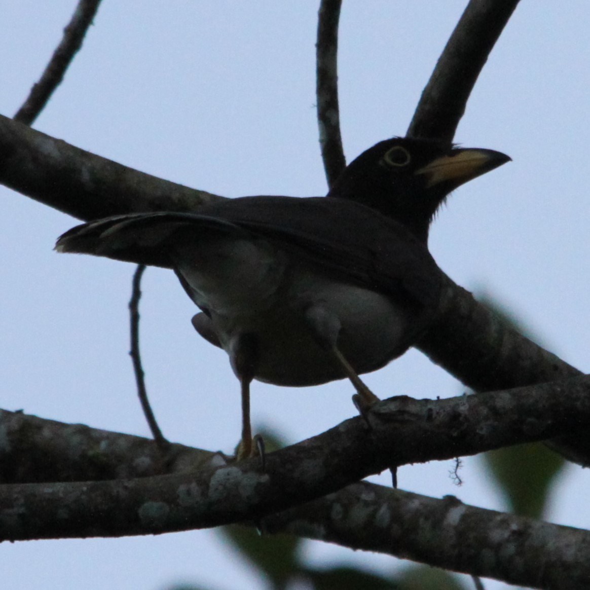 Brown Jay - ML637573070