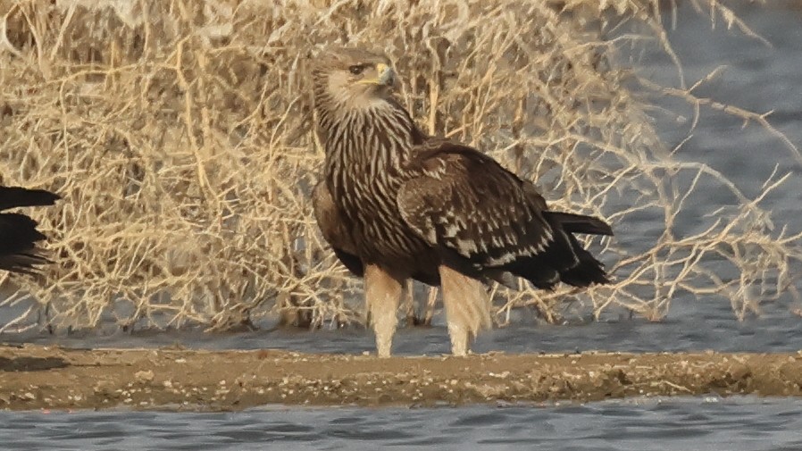 Aigle impérial - ML637573075