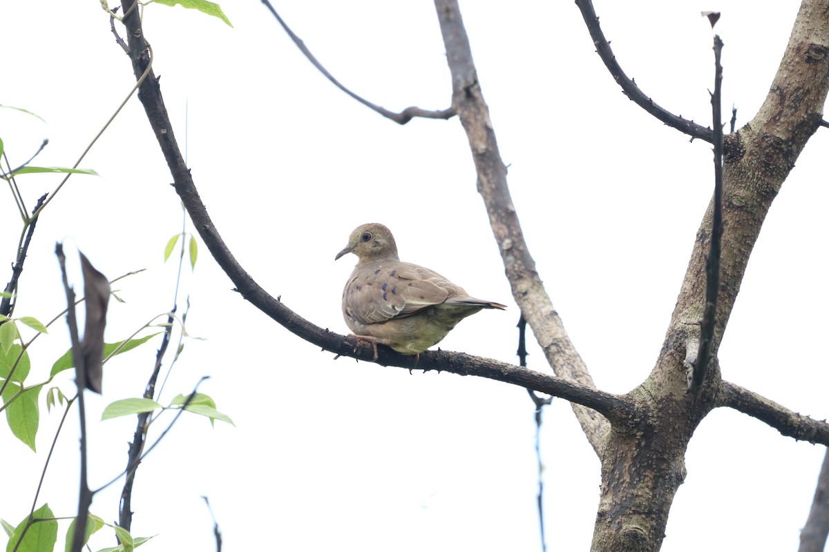Plain-breasted Ground Dove - ML637573086