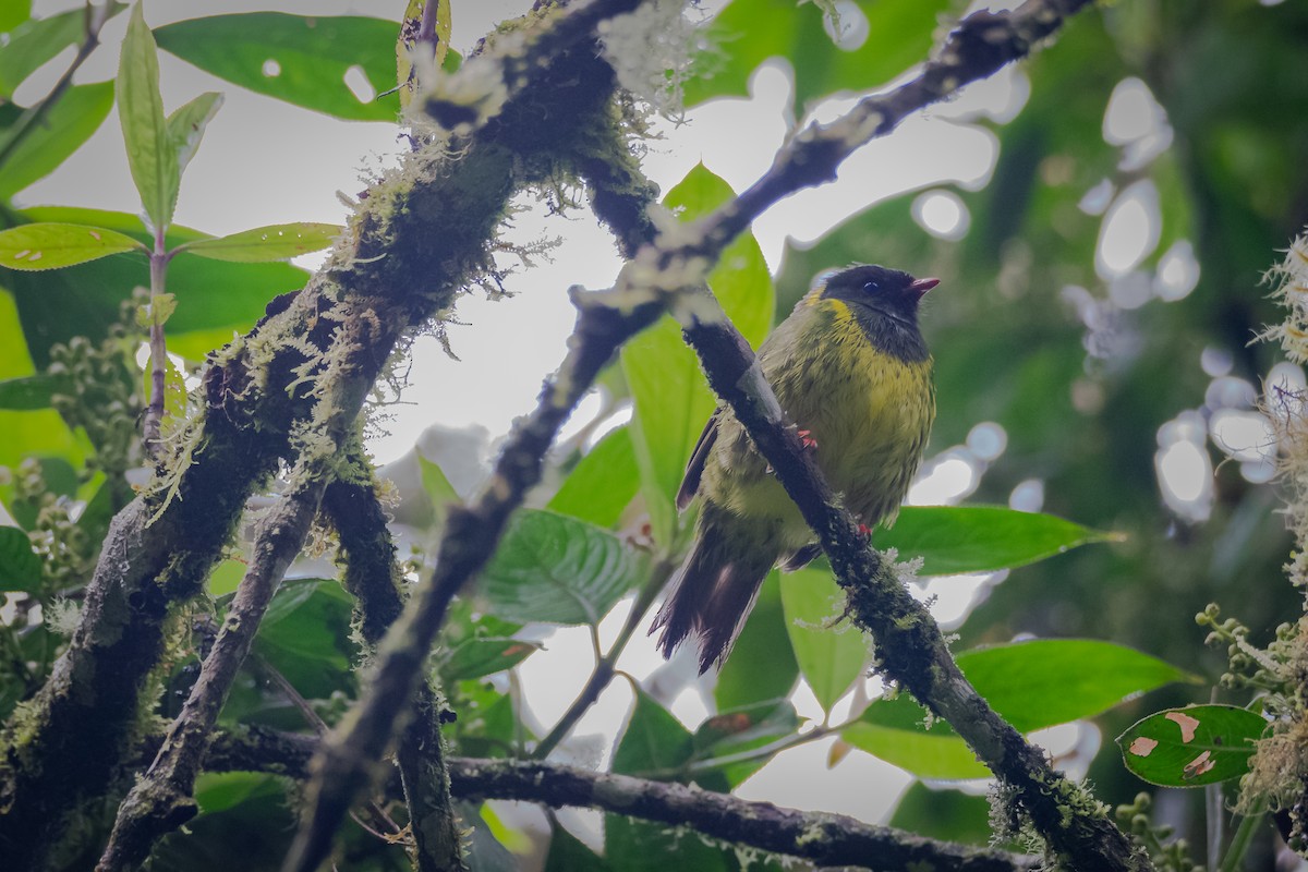 Green-and-black Fruiteater - ML637573088