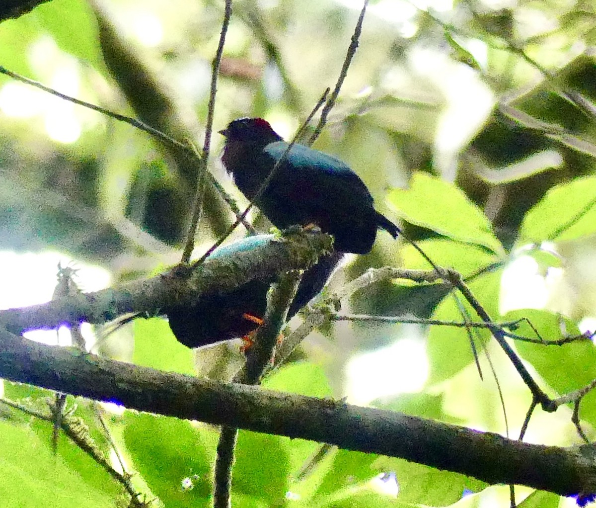 Long-tailed Manakin - ML637573128