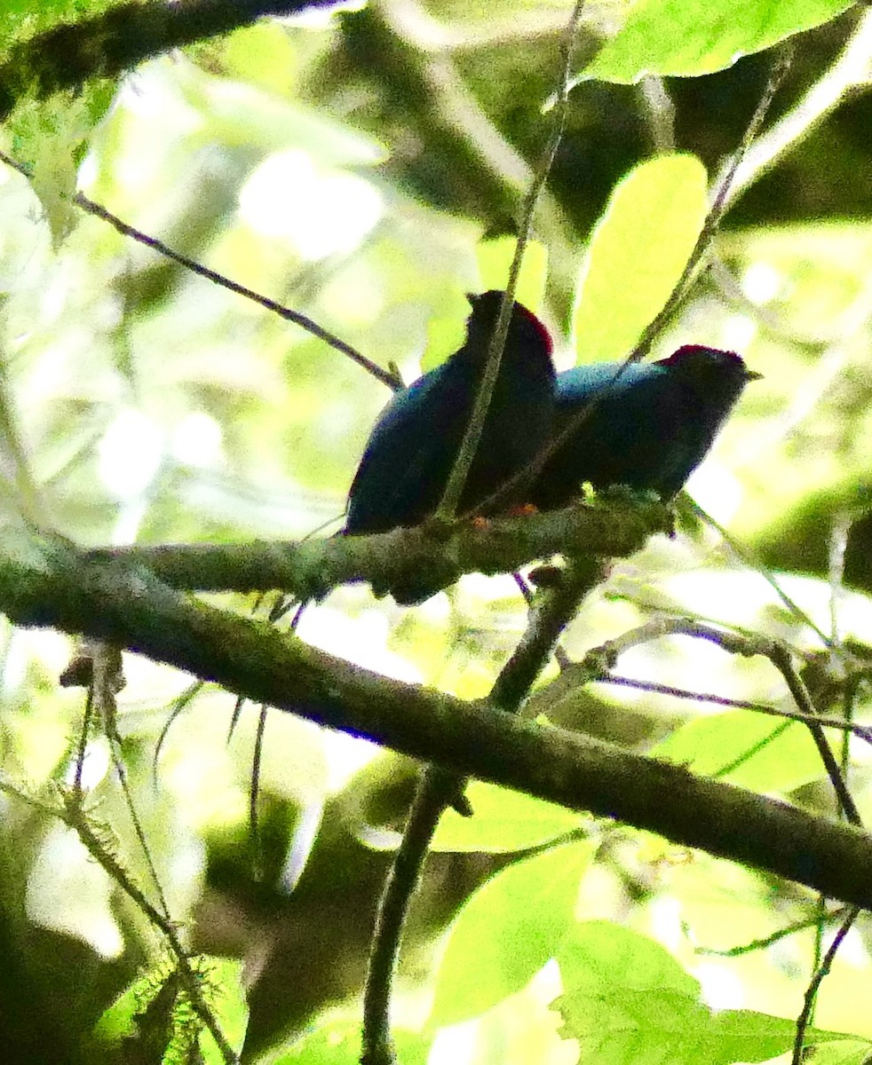 Long-tailed Manakin - ML637573129