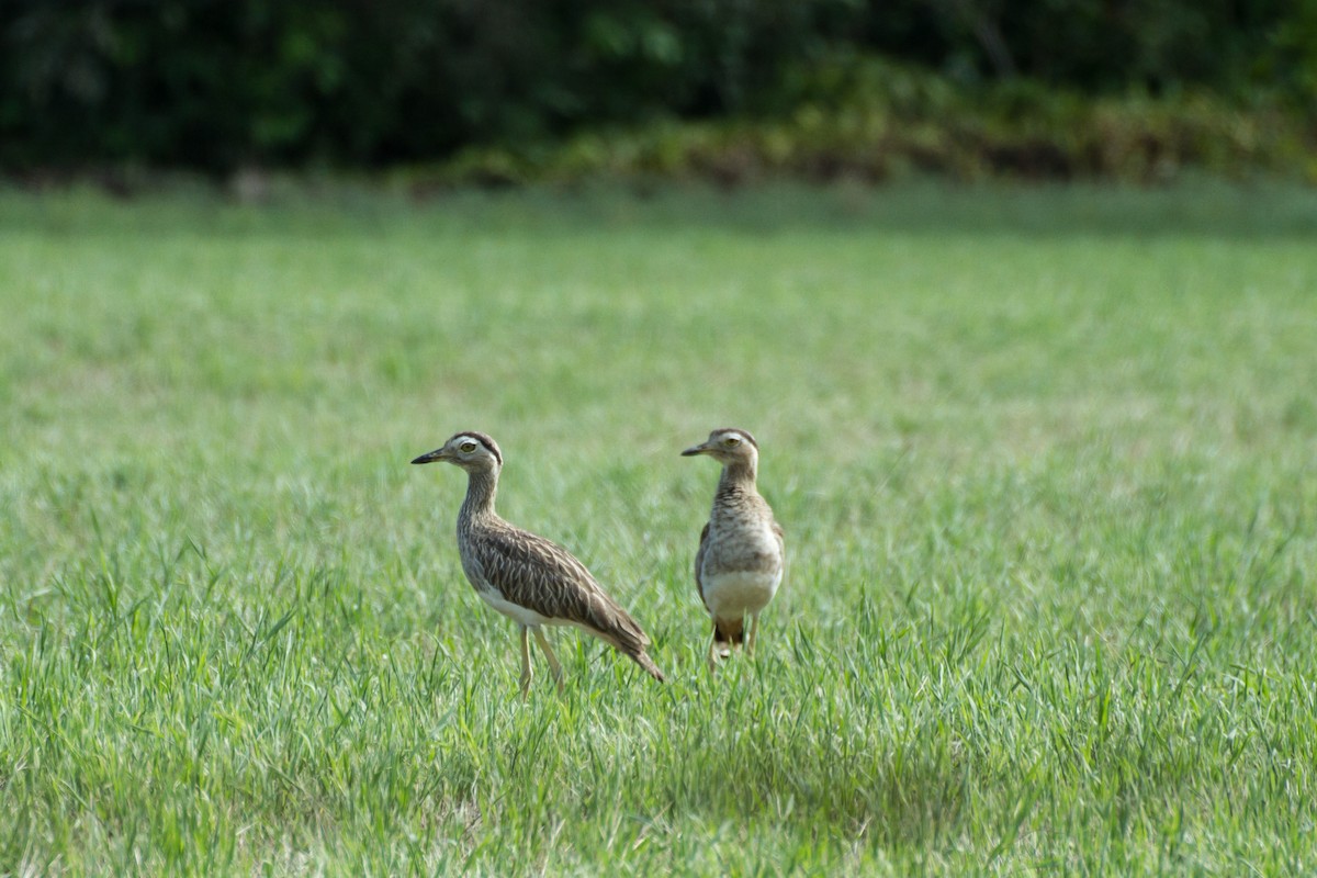 Double-striped Thick-knee - ML637573160