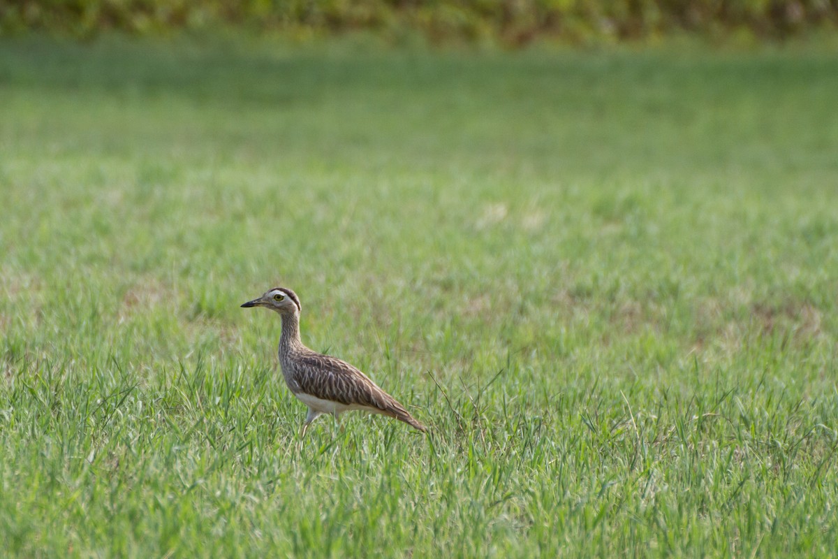 Double-striped Thick-knee - ML637573161
