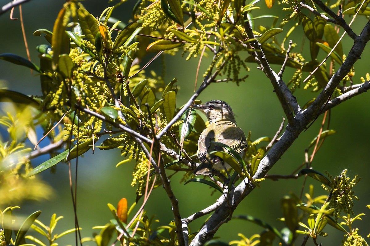 Black-whiskered Vireo - ML637573174