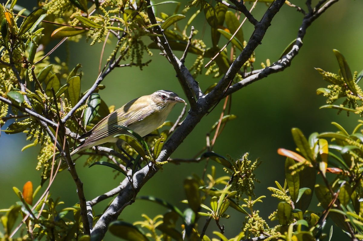 Black-whiskered Vireo - ML637573176