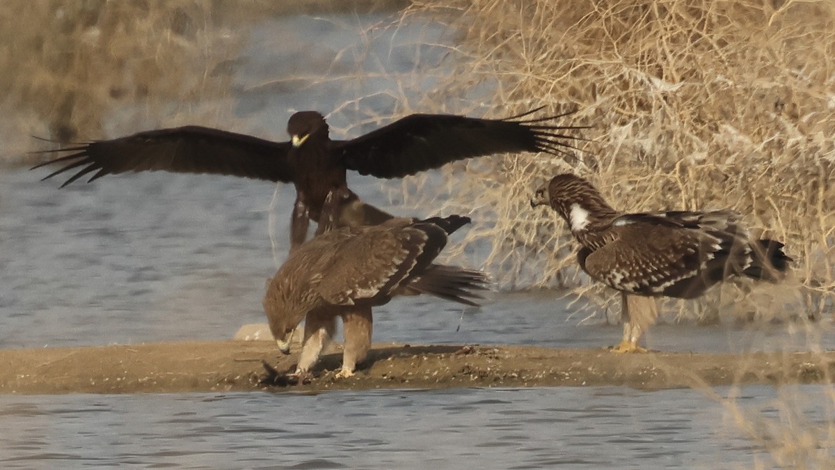 Greater Spotted Eagle - ML637573190