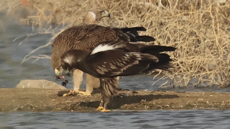Greater Spotted Eagle - ML637573216