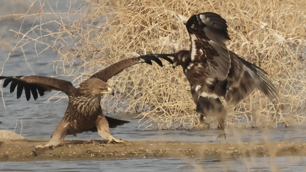 Greater Spotted Eagle - ML637573217