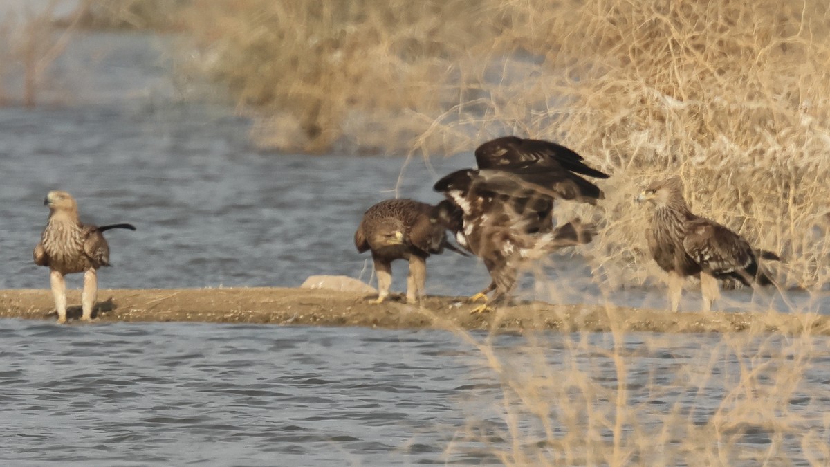 Greater Spotted Eagle - ML637573218