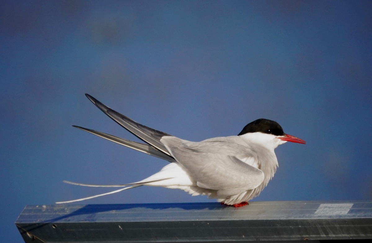 Arctic Tern - ML637573263