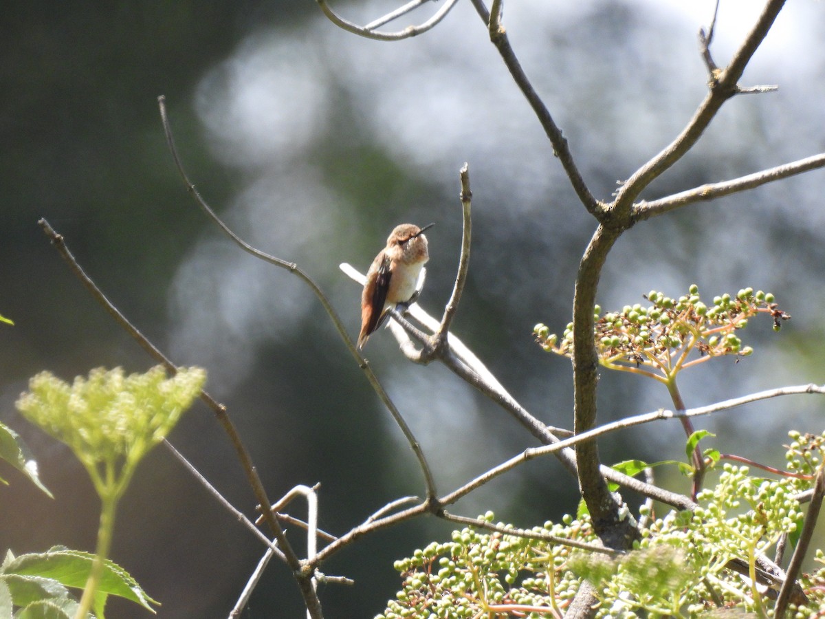 Allen's Hummingbird - ML637573267