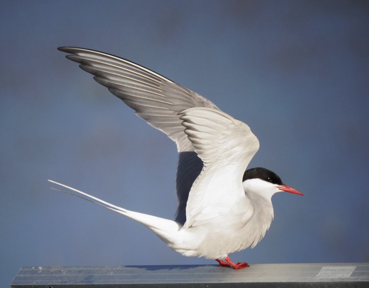 Arctic Tern - ML637573274