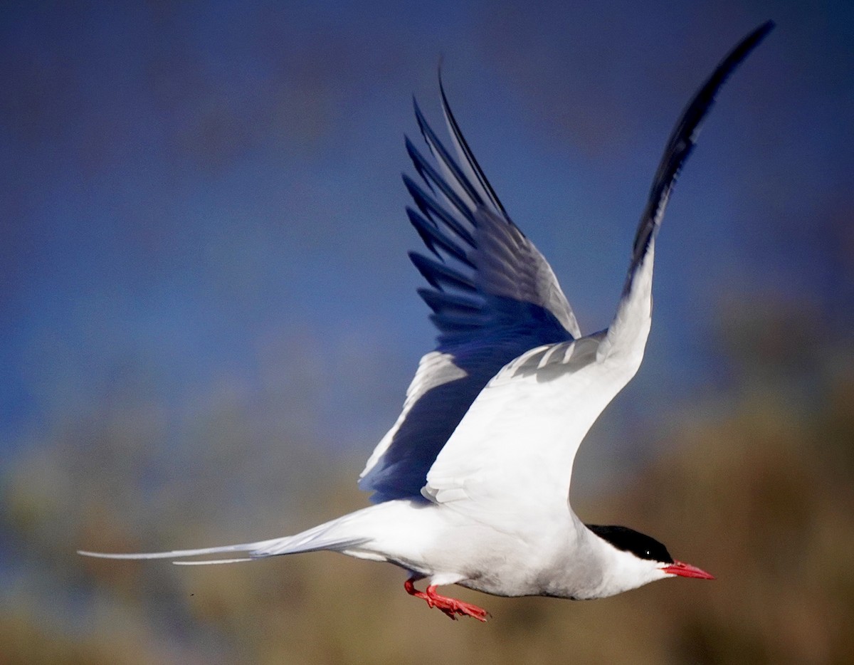 Arctic Tern - ML637573280