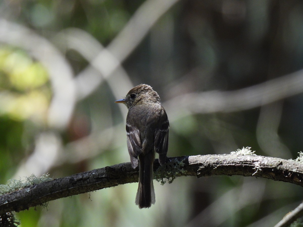 Western Flycatcher (Pacific-slope) - ML637573281