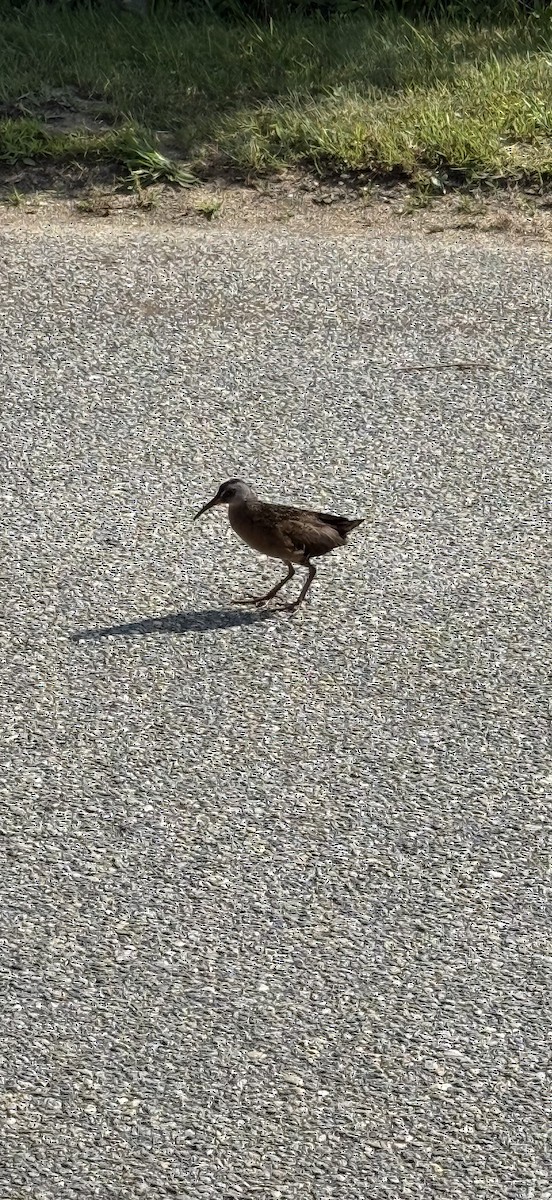 Virginia Rail - ML637573282