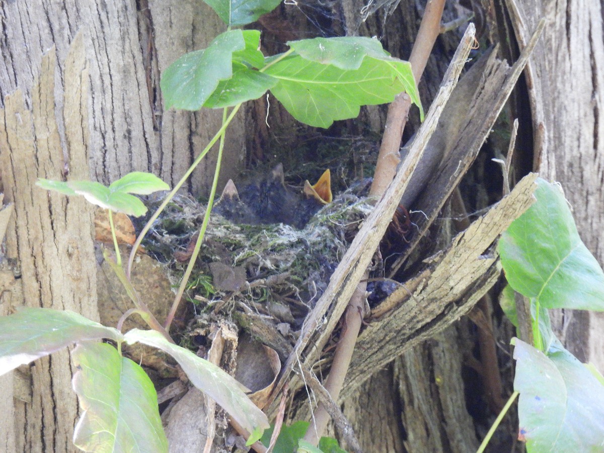 Western Flycatcher (Pacific-slope) - ML637573284