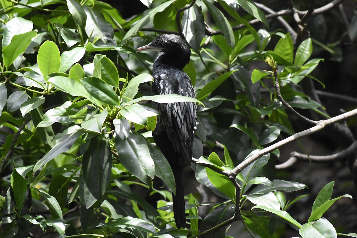 Little Cormorant - ML637573288
