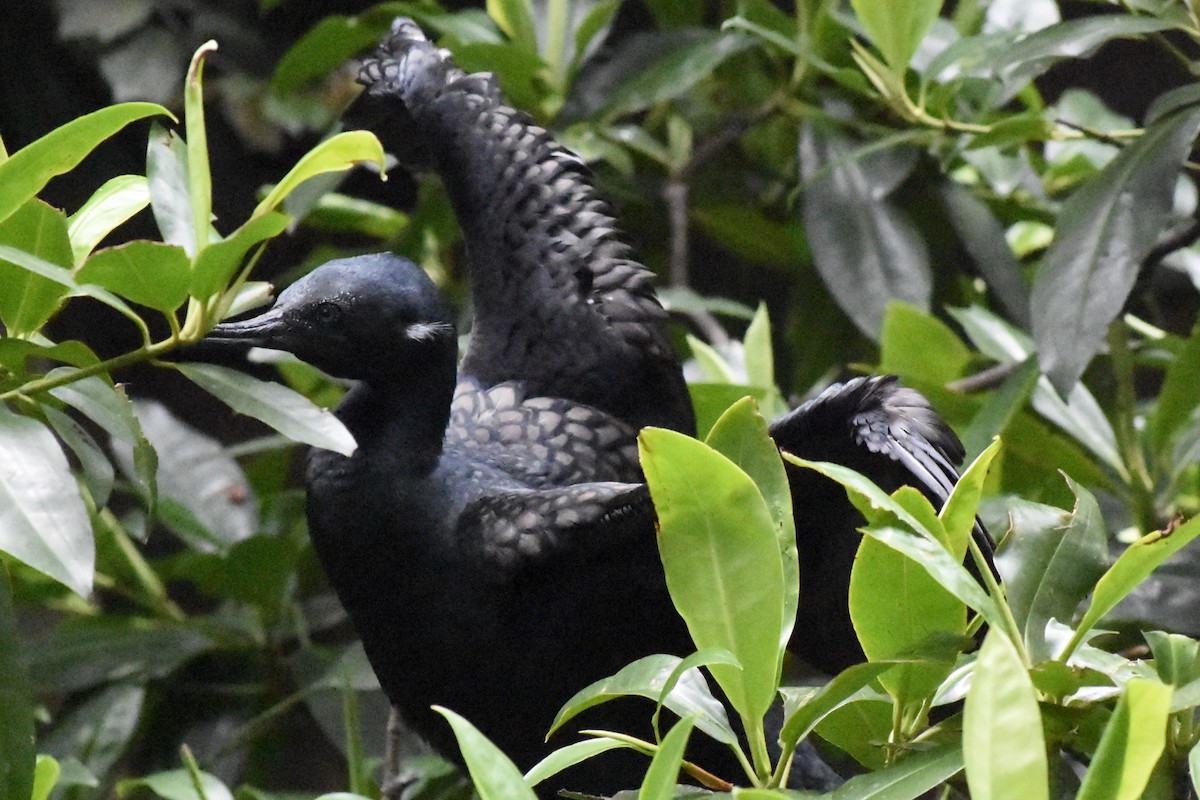 Indian Cormorant - ML637573294