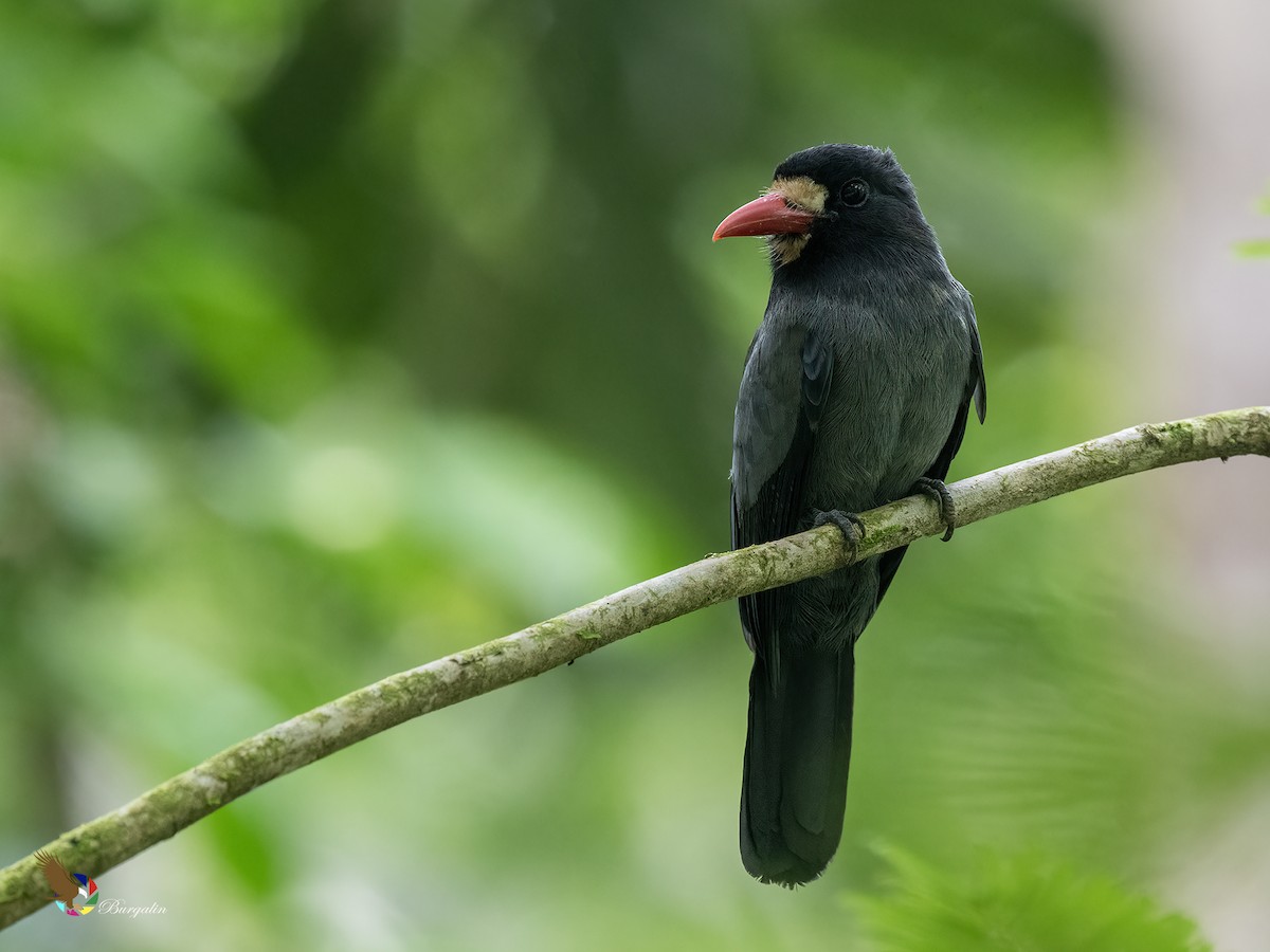 White-fronted Nunbird - ML637573306