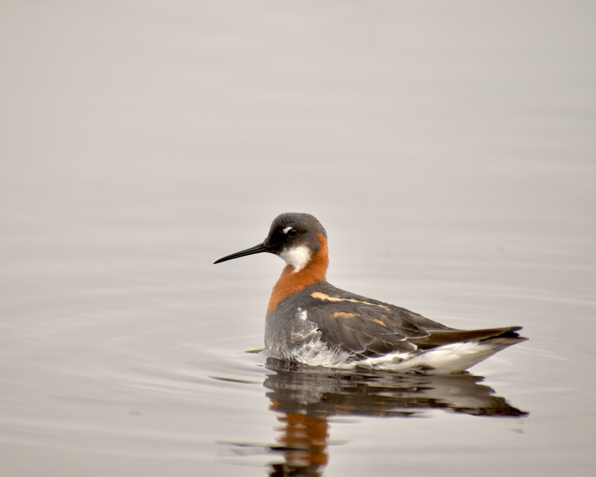 Red-necked Phalarope - ML637573367