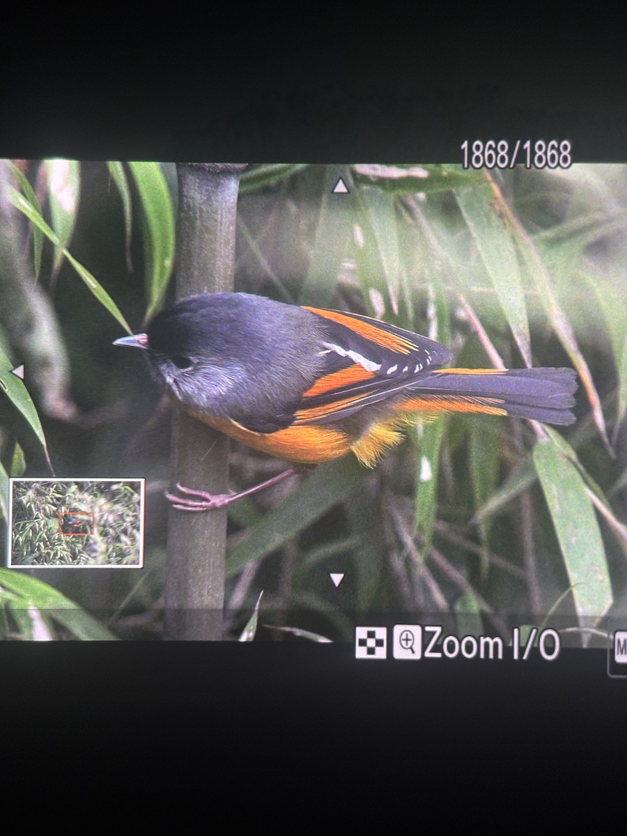 Golden-breasted Fulvetta - ML637573384