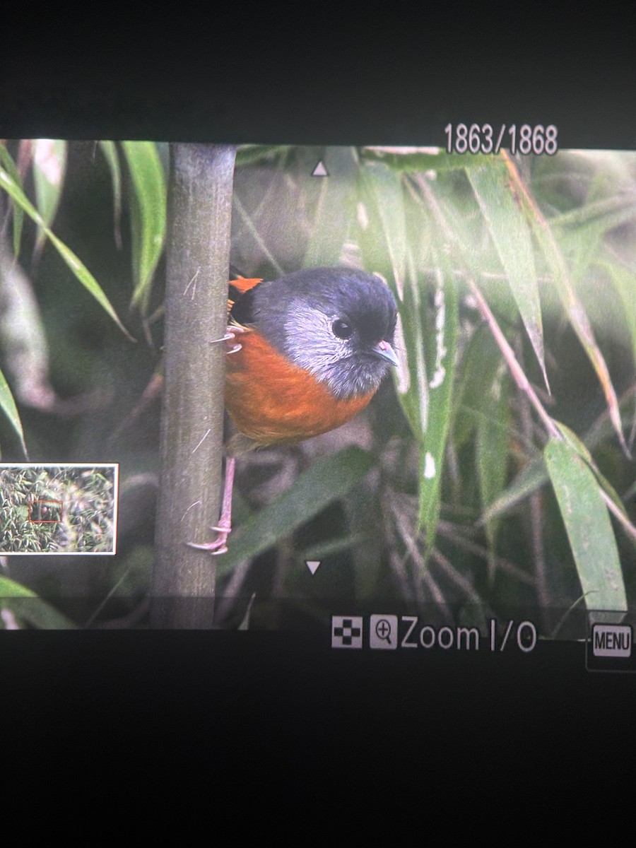 Golden-breasted Fulvetta - ML637573385