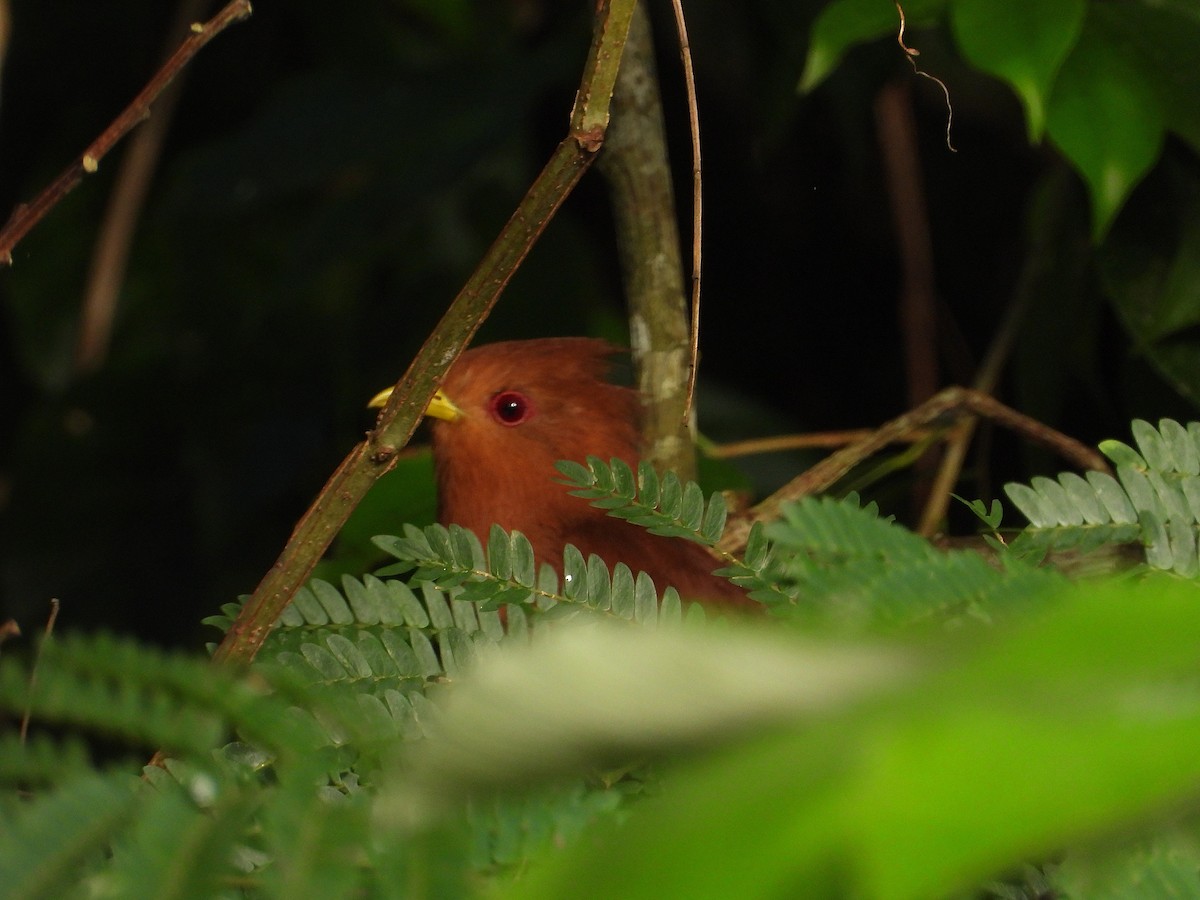 Little Cuckoo - ML637573473