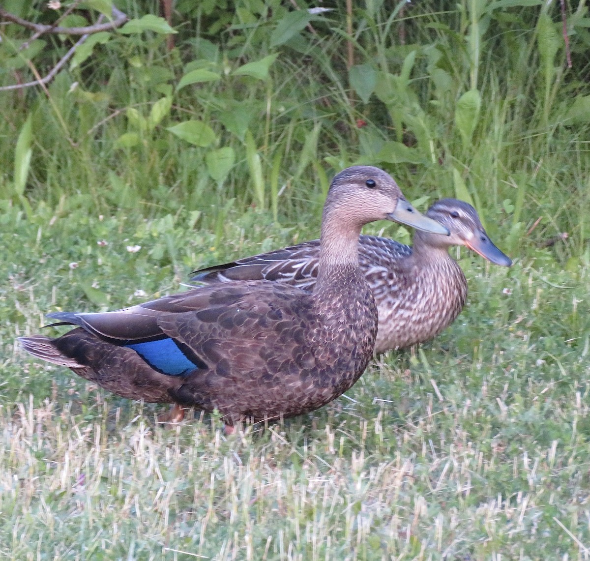American Black Duck - ML637573495