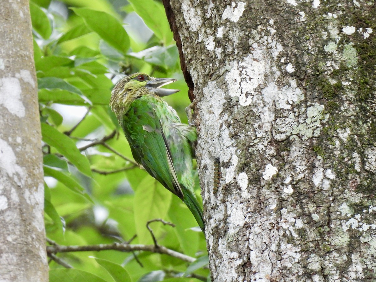 Green-eared Barbet - ML637573515