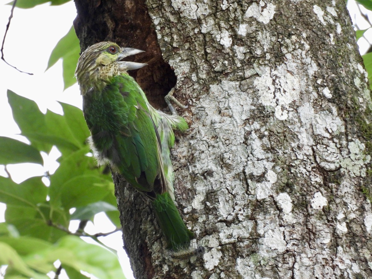 Green-eared Barbet - ML637573516