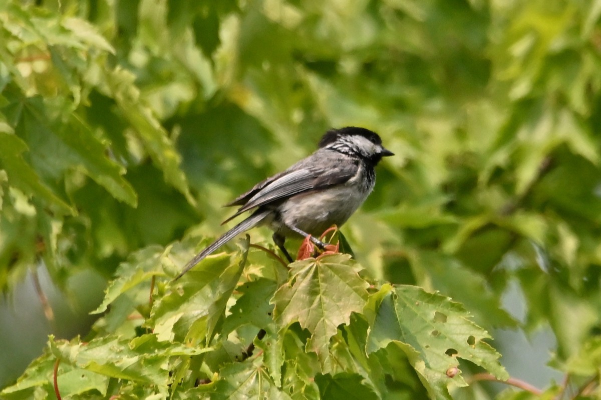 Black-capped Chickadee - ML637573527