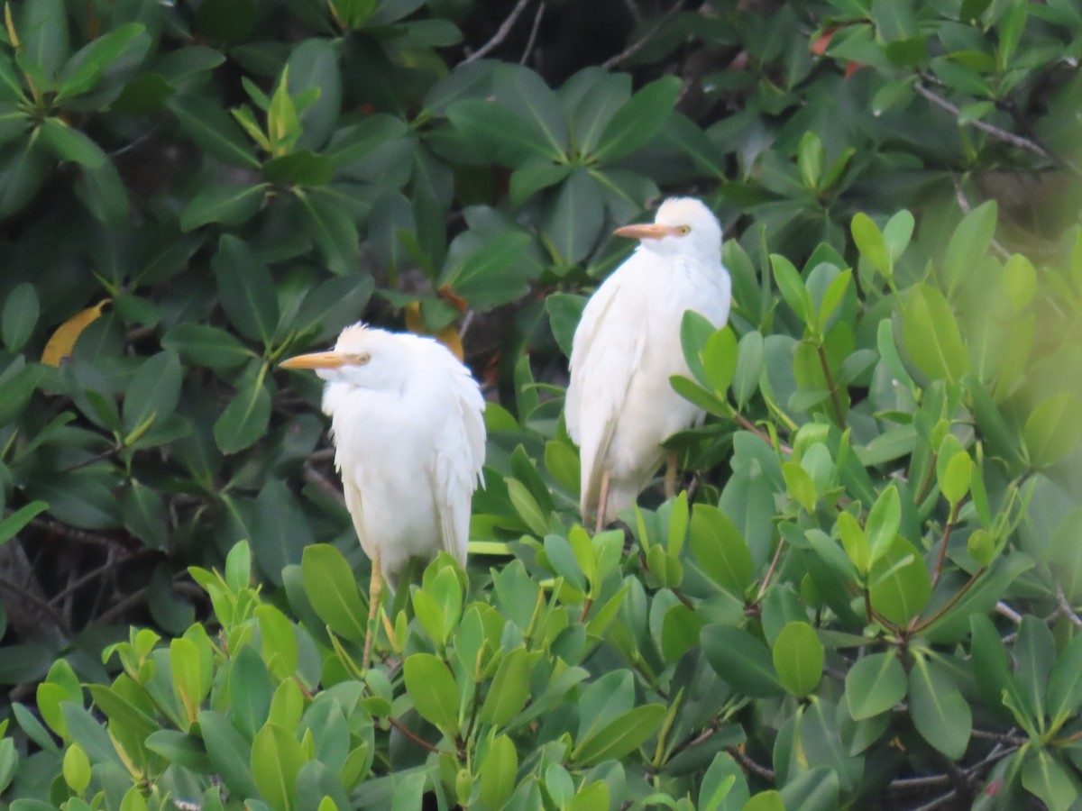 Western Cattle-Egret - ML637573529