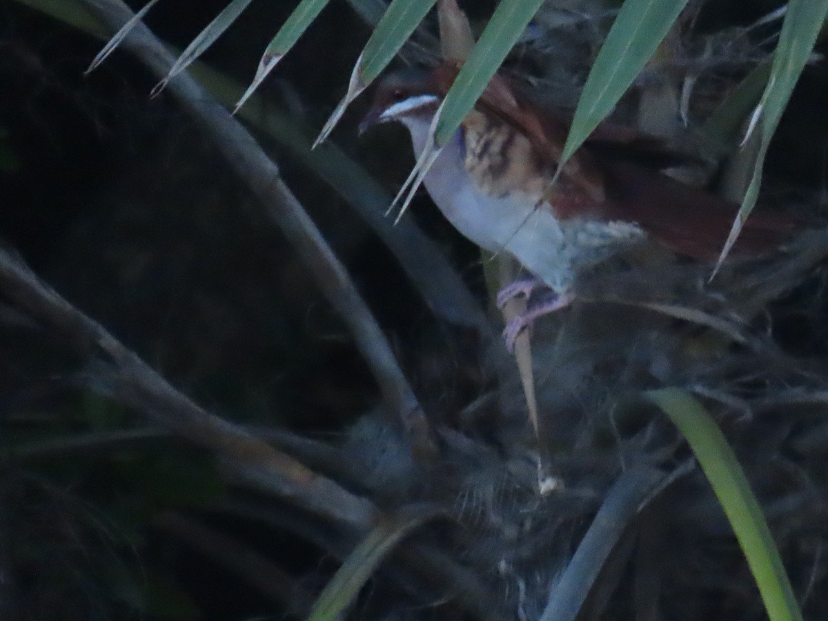 Key West Quail-Dove - ML637573548