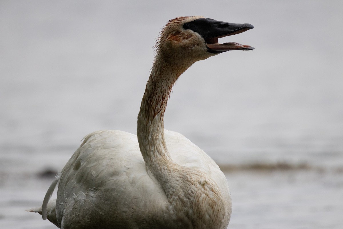 Trumpeter Swan - ML637573623