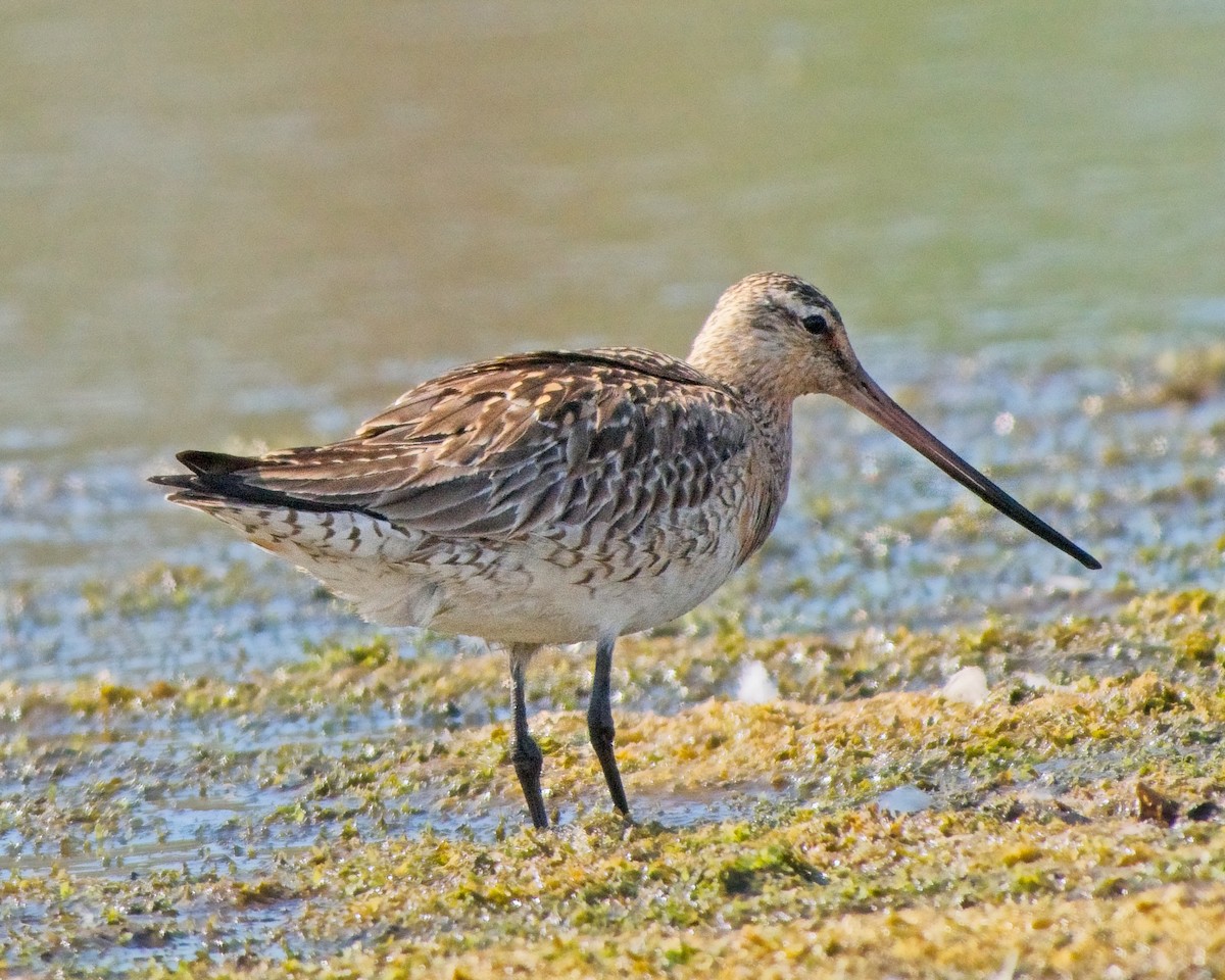 Bar-tailed Godwit - ML637573643
