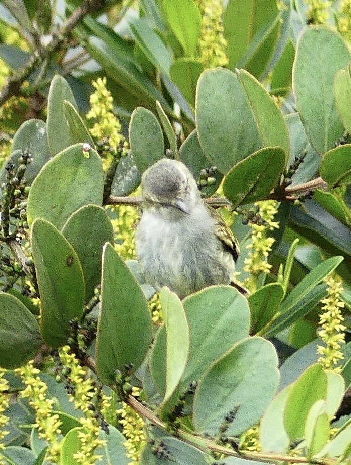 Mistletoe Tyrannulet - ML637573715