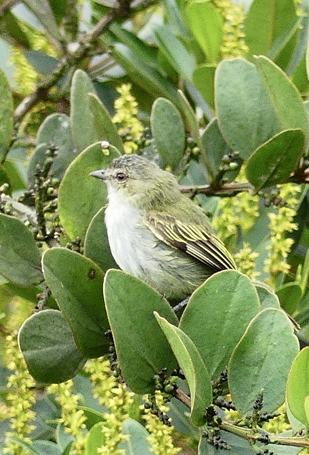 Mistletoe Tyrannulet - ML637573716