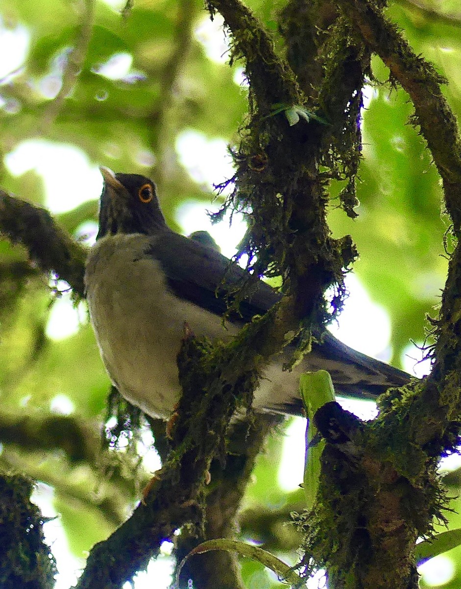 White-throated Thrush - ML637573739