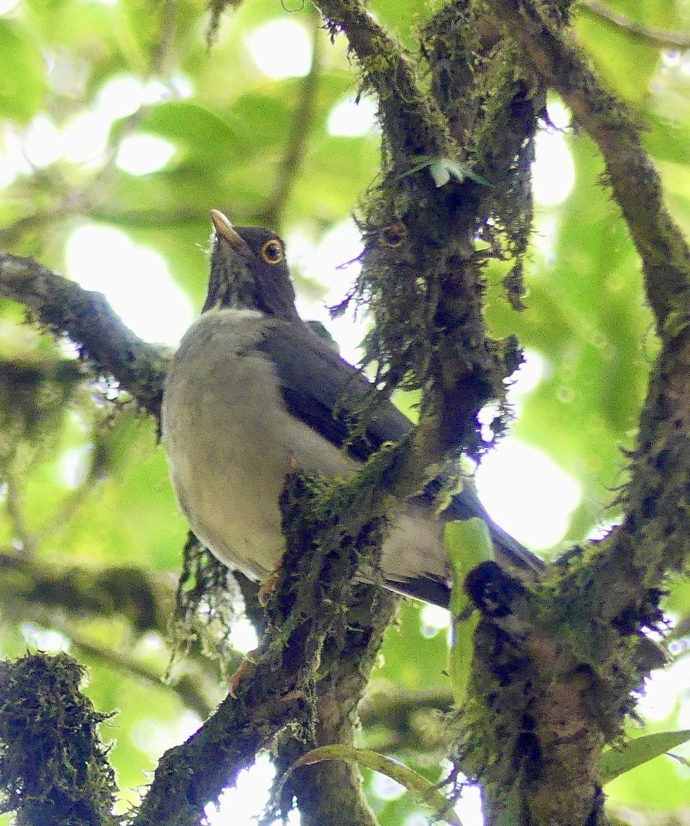 White-throated Thrush - ML637573740