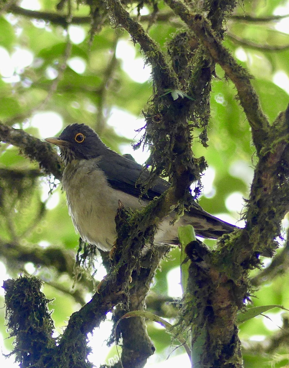 White-throated Thrush - ML637573741