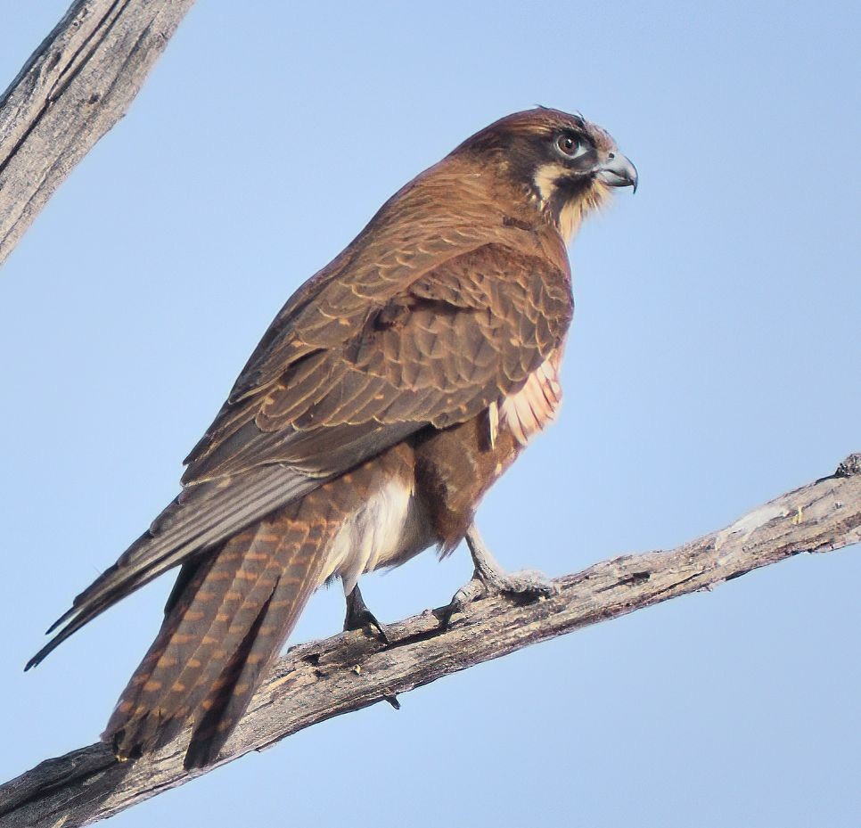 Brown Falcon - ML637573770