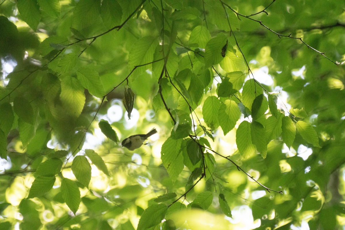 Black-capped Chickadee - ML637573815