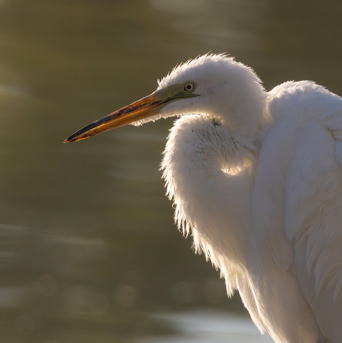 egretthegre - ML637573823