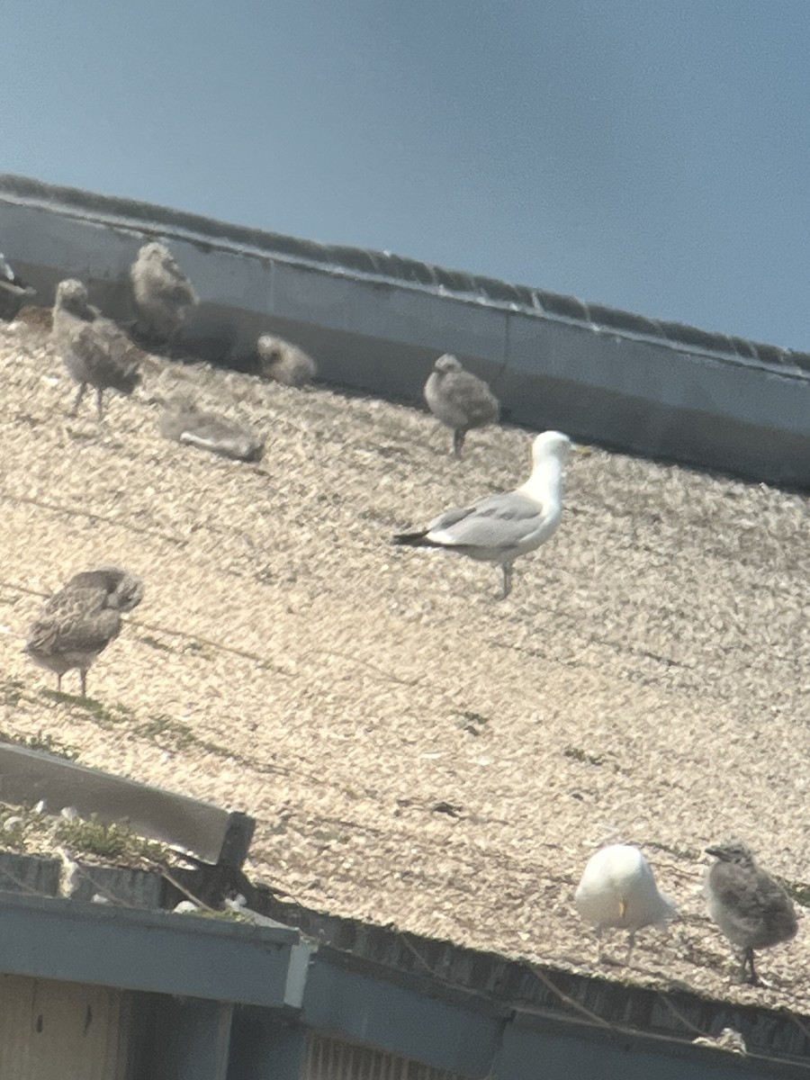 American Herring Gull - ML637573828