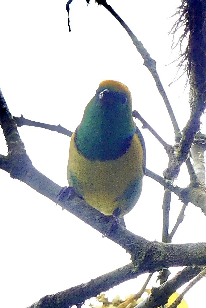 Golden-browed Chlorophonia - ML637573840