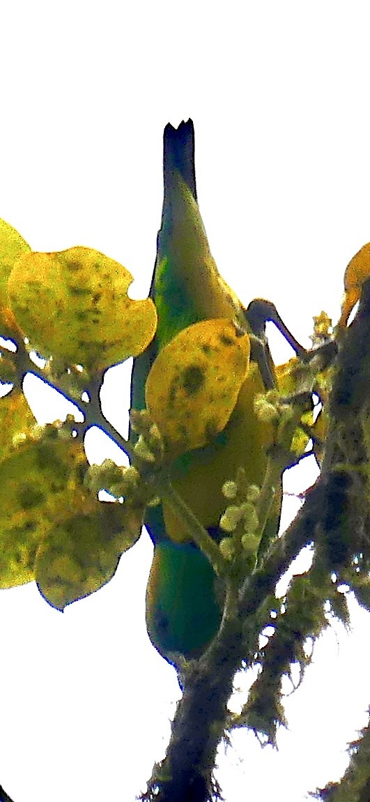 Golden-browed Chlorophonia - ML637573841