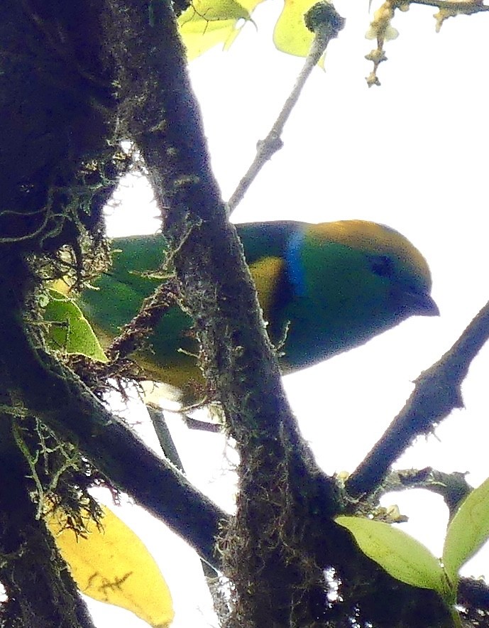Golden-browed Chlorophonia - ML637573842